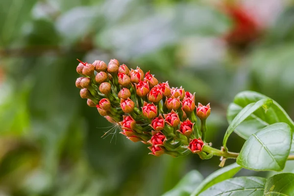 Young Red Flower Bush Vrba na stromě. — Stock fotografie