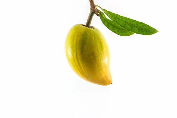 Egg fruit, Canistel, Yellow Sapote (Pouteria campechiana (Kunth) — Stock Photo, Image