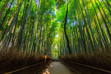 Bamboo Groves.