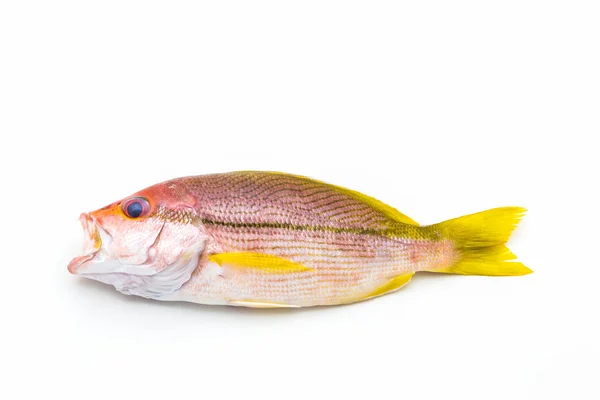 Färsk röd snapper fisk. — Stockfoto