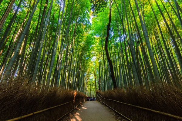 Bamboo Groves. — Stock Photo, Image