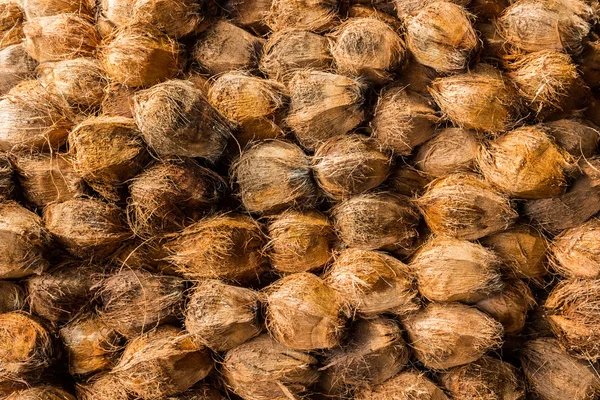 Grupp av kokosnötter. — Stockfoto