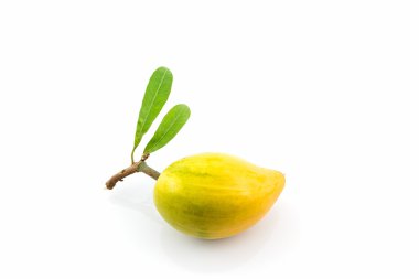 Yumurta meyve, Canistel, sarı sapot (Pouteria campechiana (Kunth