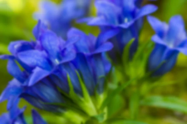 Natuurlijke blauw en groen bloem. — Stockfoto