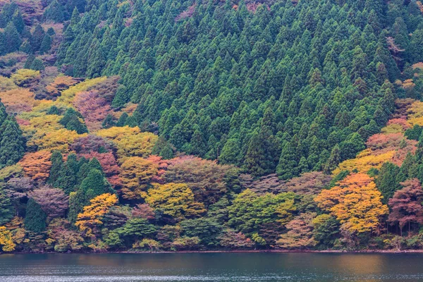 Beautiful landscape of autumn leaves colors. — Stock Photo, Image