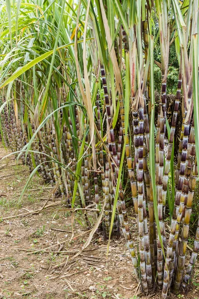 サトウキビの植物の自然の背景. — ストック写真