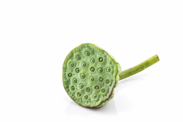 Calice, semi di loto verde . — Foto Stock