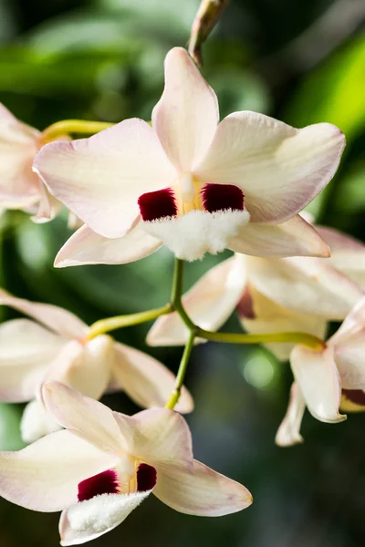 Dendrobium pulchellum, orkide çiçek. — Stok fotoğraf