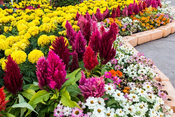 Fleurs colorées dans le jardin. — Photo