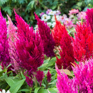 Tüylü Celusia, yün çiçek, Celosia cristata, Ispanakgiller t
