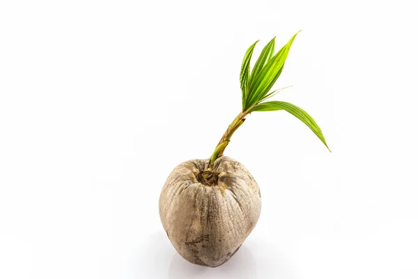 Young sprout of coconut tree. — Stock Photo, Image