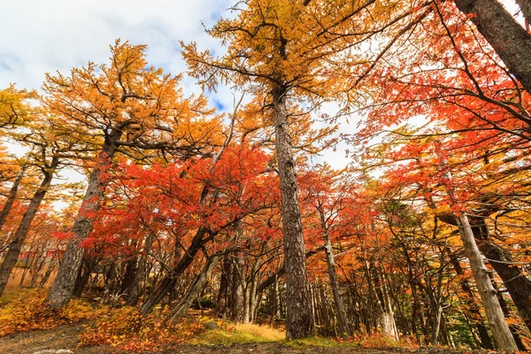 Höst löv skog landskap. — Stockfoto