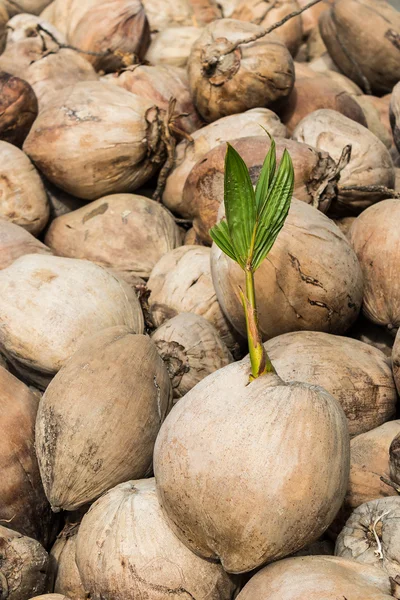 Jonge stronk van kokosnoot boom. — Stockfoto