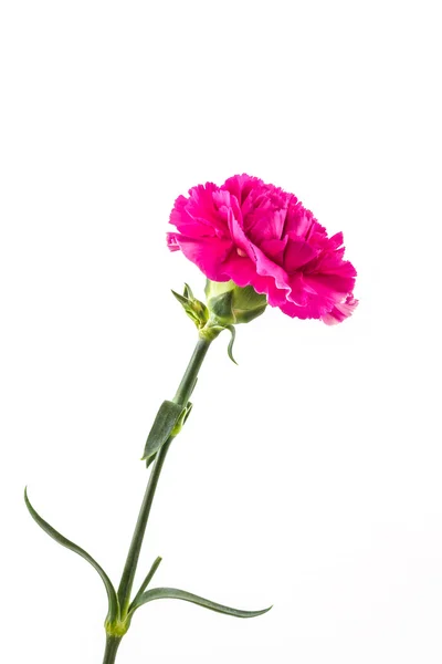 Rózsaszín szegfű virág. — Stock Fotó