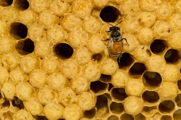 Amarelo belo favo de mel com mel e abelha jovem . — Fotografia de Stock