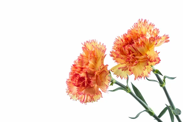 オレンジ色のカーネーションの花. — ストック写真