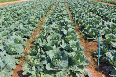 Lahana, brassica oleracea var capitata.