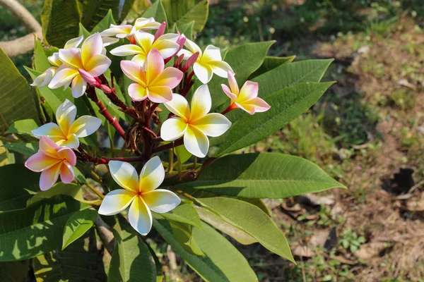 Plumeria of frangipani bloesem op de plumeria boom. — Stockfoto