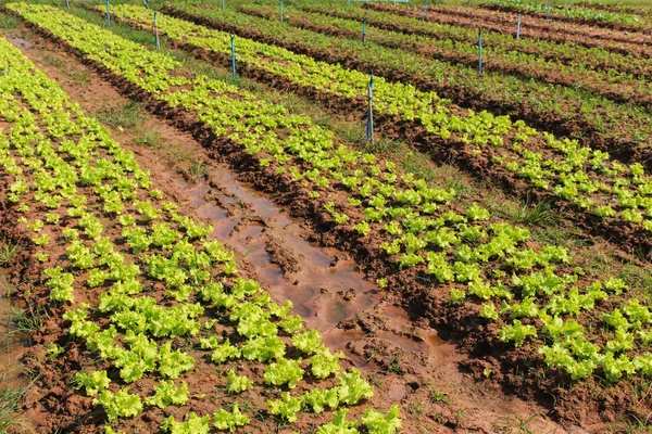 Lettuce plant field on ground in garden. — Stock Photo, Image