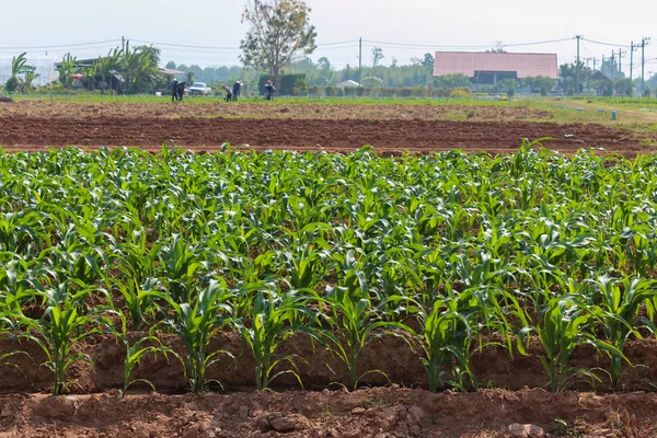 El maíz conocido como maíz es una planta de grano grande.La picana de tallo frondoso — Foto de Stock