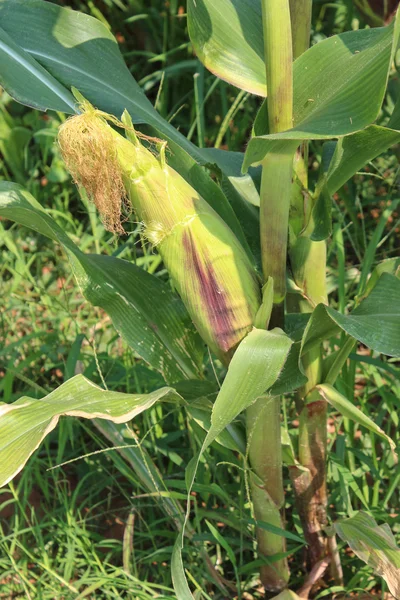 Maïs bekend als maïs is een grote graan plant. De groene stengel prod — Stockfoto