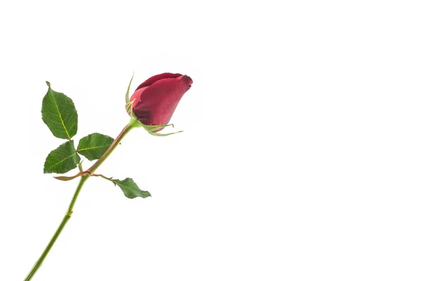 Róża czerwona. — Zdjęcie stockowe