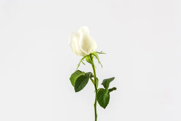 Rosa blanca . — Foto de Stock