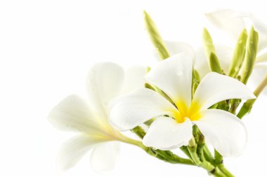 Plumeria veya frangipani çiçeği.