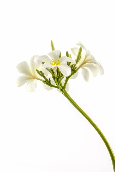 Plumeria ou flor de frangipani . — Fotografia de Stock