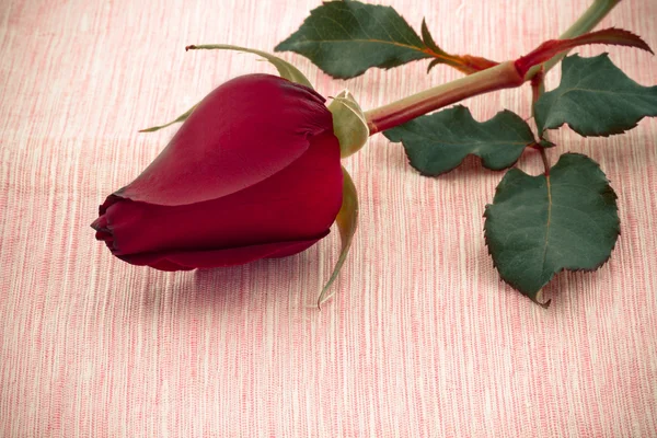 Rosa vermelha. — Fotografia de Stock