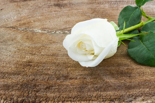 Белая роза . — стоковое фото