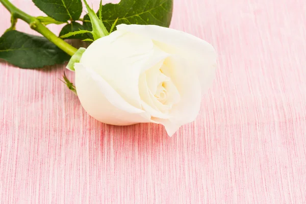 Biała Róża. — Zdjęcie stockowe