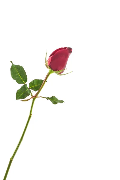 Red rose. — Stock Photo, Image