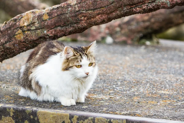 Le chat repose sous l'arbre sur le sol . — Photo