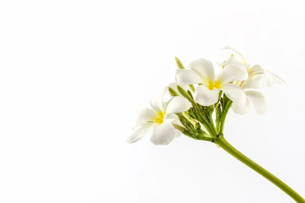 Plumeria ou flor de frangipani . — Fotografia de Stock