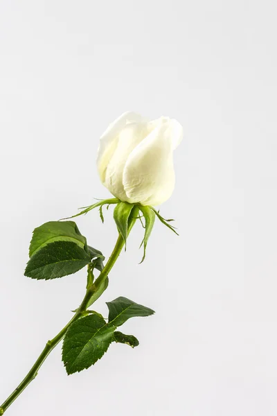 White rose. — Stock Photo, Image