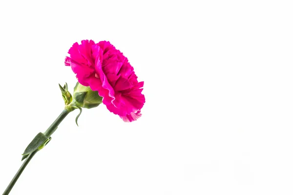 Pink carnation flower. — Stock Photo, Image