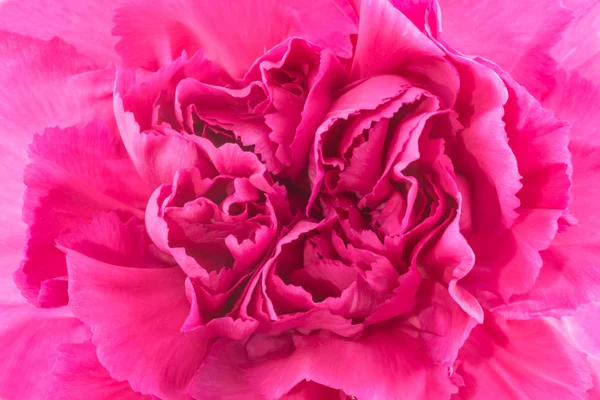 Oeillet rose fleur. — Photo