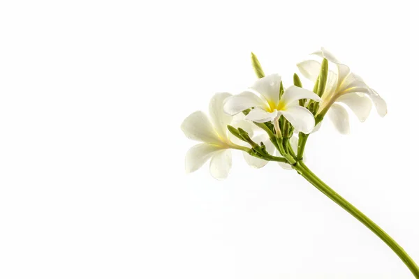 Plumeria o flor de frangipani  . —  Fotos de Stock