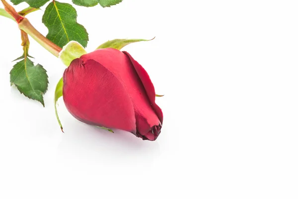 Red rose. — Stock Photo, Image