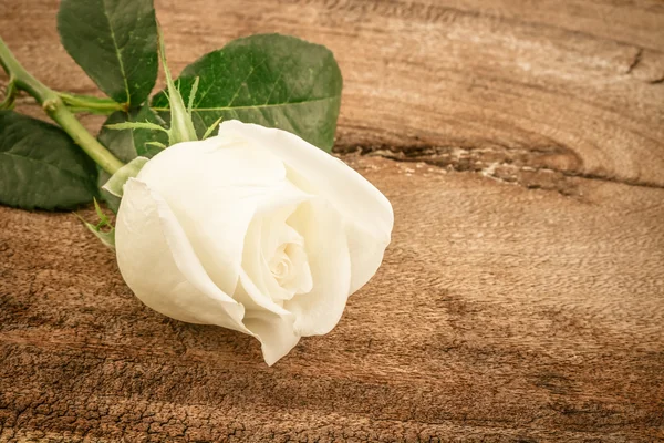 Rosa blanca sobre fondo de madera . —  Fotos de Stock