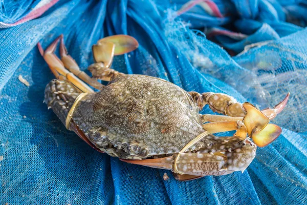 Krab of blauwe krab, blauwe manna krab, zand krab. — Stockfoto