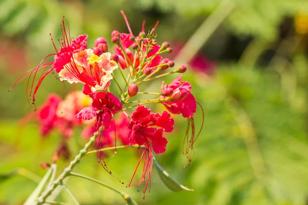 Vackra tropiska flame tree blommor — Stockfoto
