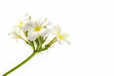 Plumeria veya frangipani çiçeği.