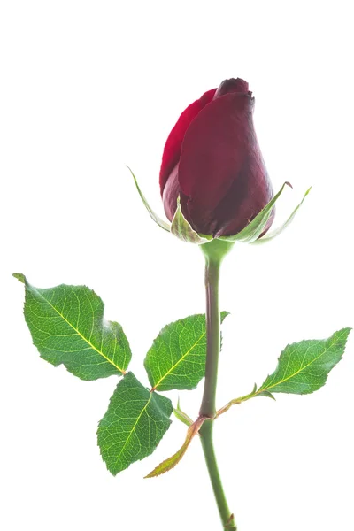 Red rose. — Stock Photo, Image