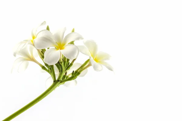 Plumeria ou flor de frangipani . — Fotografia de Stock