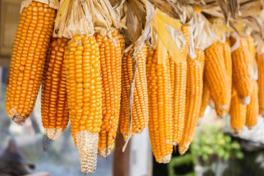 Asma Kuru mısır koçan .