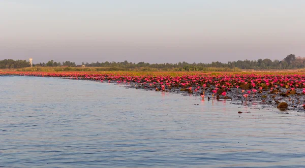 Mar de loto rosado (invisible en Tailandia ) — Foto de Stock