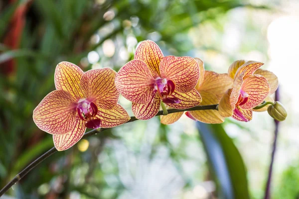 Phalaenopsis, Nahaufnahme blühende Orchideenblume tropische Pflanzen. — Stockfoto