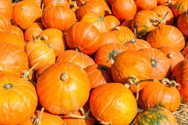 küçük balkabakları.